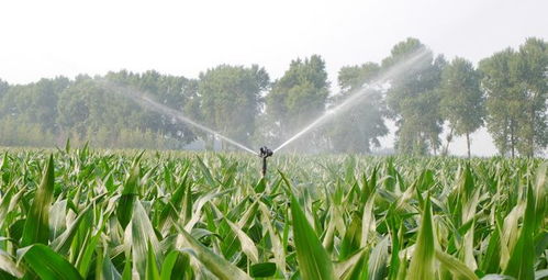 物聯網技術賦能農業信息化與生物有機肥料研發的協同發展